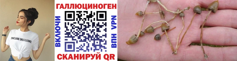 даркнет сайт  Кочубеевское  KRAKEN рабочий сайт  Галлюциногенные грибы Psilocybe 